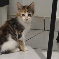 BUFFY TRICO, chatte à adopter