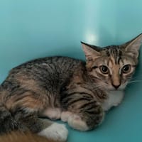 DIVA, chatte à adopter