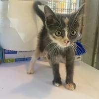 REGLISSE, chatte à adopter