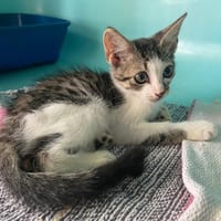 FOUFOU, chat à adopter