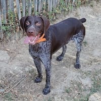 TEX PAA24379, chien à adopter
