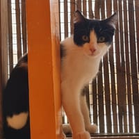 HARRY, chat à adopter