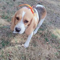 TAYA PAA24380, chienne à adopter