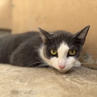 KATMANDOU, chatte à adopter