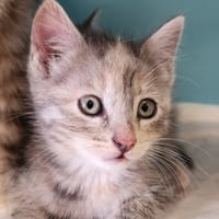 ANKARA QCT, chatte à adopter