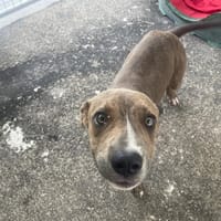 PORTOS (réservé), chien à adopter