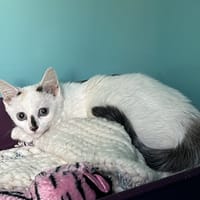 COTON, chatte à adopter