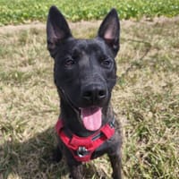 RAYKI VAA, chien à adopter
