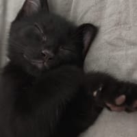 FEHLER, chatte à adopter