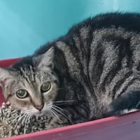 Pepette, chatte à adopter