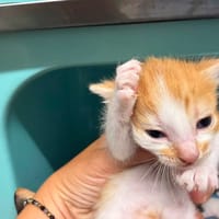 DAISY, chatte à adopter