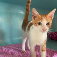 BOURRACHE, chat à adopter