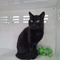 HADES, chat à adopter