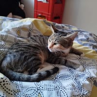 PRALINE, chatte à adopter