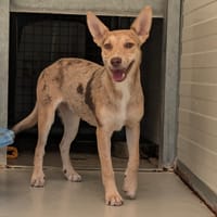 PUNKY, chienne à adopter