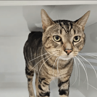 VIRGO, chat à adopter