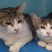 ARIEL, chatte à adopter