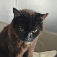Palma, chatte à adopter
