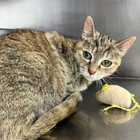 Lilitte, chatte à adopter