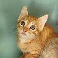AMMAN QCT, chat à adopter