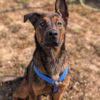 HUNK VAA, chien à adopter