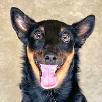 BLISTO, chien à adopter