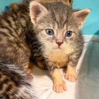 CLYDE, chat à adopter