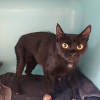 April, chatte à adopter