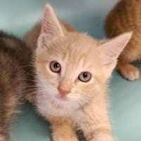 MASCATE QCT, chat à adopter