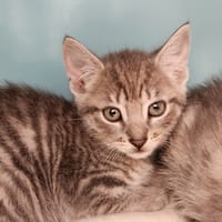 LIMA QCT, chat à adopter