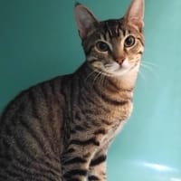PLOUF PAB28935, chat à adopter