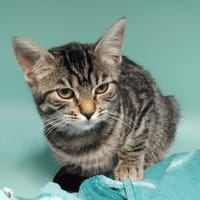 PTITE PUCE PAB29082, chatte à adopter