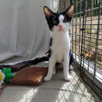 Nausicaa PAB28973, chatte à adopter