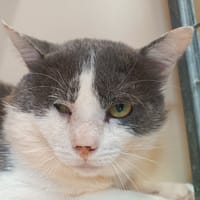 ICHABOD, chat à adopter