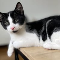 QLOTIN, chat à adopter
