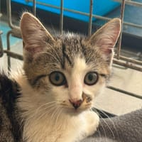 Telemaque, chat à adopter