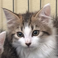 Menelas, chatte à adopter