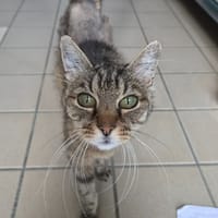 monique, chatte à adopter