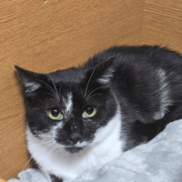 MYSTERE, chat à adopter