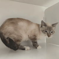 PIMPRENELLE, chatte à adopter