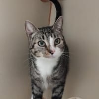 DAUPHINE PAB28991, chatte à adopter