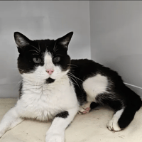 Georges, chat à adopter