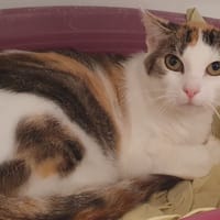 LEXA CHA, chatte à adopter