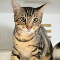 CRUZ, chat à adopter