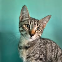 NEWTON, chat à adopter