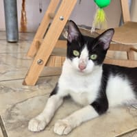 BRIGETTE, chatte à adopter