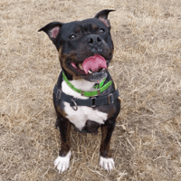 BERTHE, chienne à adopter