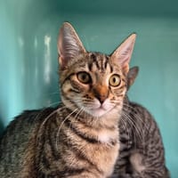 SCARLETT, chatte à adopter