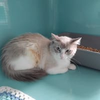 CALISSON, chatte à adopter