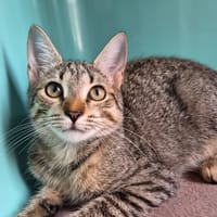 SYDNEY, chatte à adopter